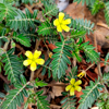 Tribulus terrestris - Urogun Inhaltsstoffe 