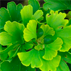 Ginkgo biloba-Blattextrakt - Urogun Inhaltsstoffe 